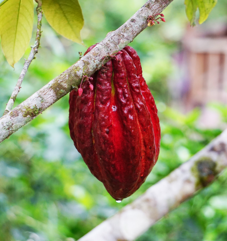 Cacao Flakes 100% - Guatemala CEREMONIAL GRADE Cacao (150g)